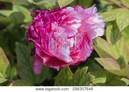 Pink Peonia Flower In Bloom In Spring
