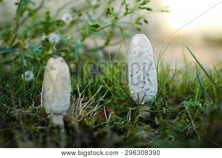 White Coprinus Mushrooms On The Ground. Three White Oval-shaped Coprinus Mushrooms Closeup