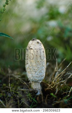 White Coprinus Mushrooms On The Ground. Three White Oval-shaped Coprinus Mushrooms Closeup