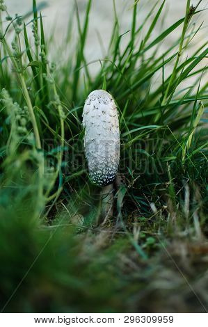 White Coprinus Mushrooms On The Ground. Three White Oval-shaped Coprinus Mushrooms Closeup