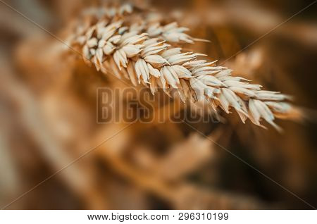 Golden Wheat Field Of Sunny Day. Golden Ears Of Wheat With A Lot Of Copy Space. Small Depth Of Field