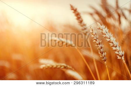 Golden Wheat Field Of Sunny Day. Golden Ears Of Wheat With A Lot Of Copy Space. Small Depth Of Field