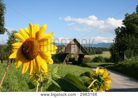 Campo y girasoles