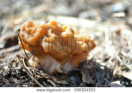 Spring Forest Mushrooms (gyromitra Gigas), The First Spring Mushroom
