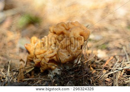 Spring Forest Mushrooms (gyromitra Gigas), The First Spring Mushroom