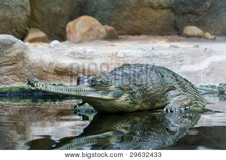 Gavial を待っています。
