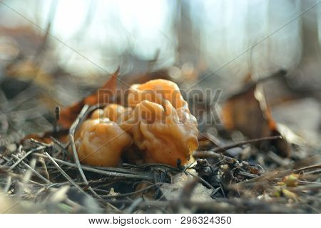 Spring Forest Mushrooms (gyromitra Gigas), The First Spring Mushroom