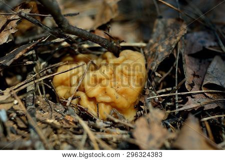 Spring Forest Mushrooms (gyromitra Gigas), The First Spring Mushroom