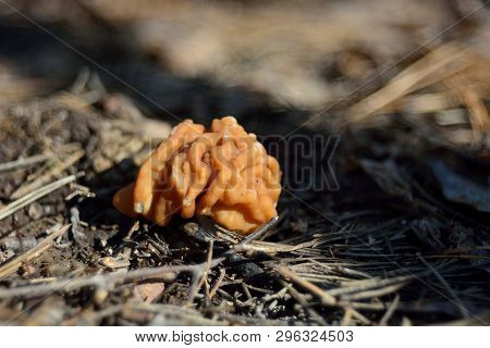 Spring Forest Mushrooms (gyromitra Gigas), The First Spring Mushroom
