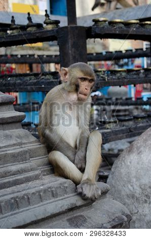 Monkey Deep In Thought At Monkey Temple In Kathmandu, Nepal.  Swayambhunath Stupa.  Contemplative, P