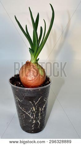 Planted Sprouted Onions In A Transparent Glass Where You Can See Its Roots On A White Background