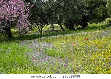 Spring Pink Blossom Of Judas Tree Cercis Siliquastrum And Meadows Full Of Colorful Wild Spring Flowe