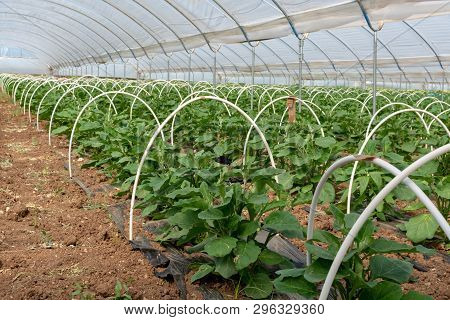 Young Plants Of Eggplants Vegetables Growing In Greenhouse Close Up