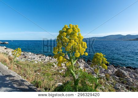 Ferula Communis Or Giant Fennel In Blossom With Big Yellow Umbrella Flowers Near Monamvasia, Greece