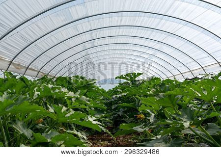 Young Plants Of Rijpende Courgette Zucchini Vegetables Growing In Greenhouse Close Up