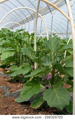 Young Plants Of Eggplants Vegetables Growing In Greenhouse Close Up