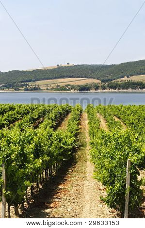 Vigneto e lago In Umbria