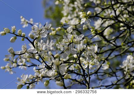 Flowering Of Trifoliate Orange, Poncirus Trifoliata, Citrus Trifoliata In The Spring Garden. Macro P