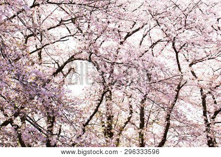 Old Somei Yoshino cherry trees in full blossom looking above. 