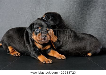 Lille Pinscher hvalp