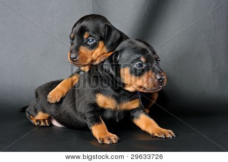 Lille Pinscher hvalp