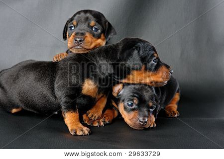 Lille Pinscher hvalp