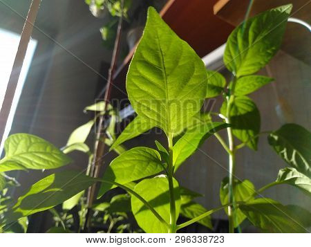 Young Green Seedlings Of Red Pepper House In Garden Vegetable Garden