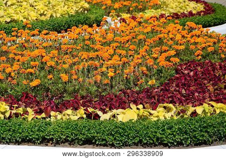 Coleus Flowerpot. Beautiful Perspective Of Natural Coleus Plant Leaves