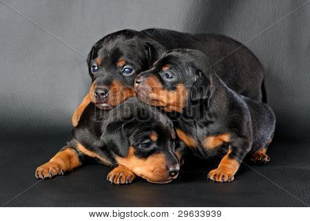 Lille Pinscher hvalp