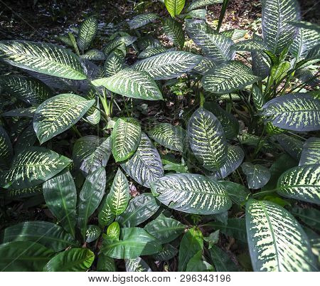 Dumbcanes On The Shade. Dieffenbachia Getting Sun Light From Canopy Opening Of Tropical Rain Forest