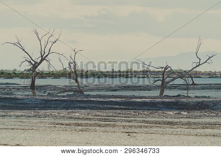 The Three Sisters Trees, Near Red Hill Marina On The Salton Sea Area Of California