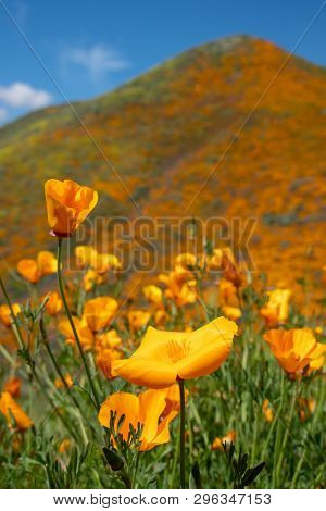 Beautiful Poppy Covered Mountain In Walker Canyon During The Superbloom On A Sunny California Day. P