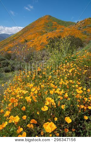 Beautiful Poppy Covered Mountain In Walker Canyon During The Superbloom On A Sunny California Day