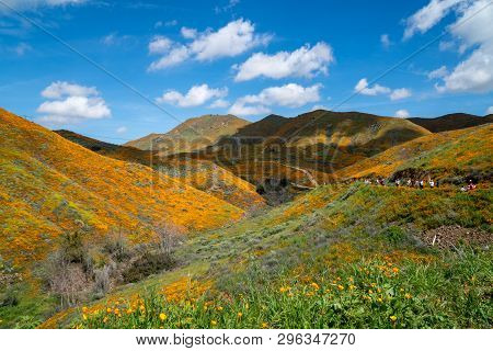 Crowds Along The Trail At Walker Canyon In California During The Poppy Wildflower Superbloom