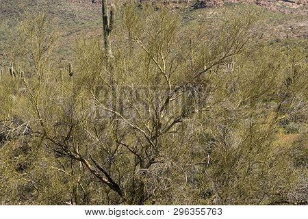 Palo Verde Trees Along The Cougar Trail, Superstition Mountains, Tonto National Forest, Arizona