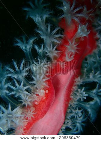 Soft Corals Reefs Or Alcyonacea Is An Order Of Corals Which Do Not Produce Calcium Carbonate Skeleto
