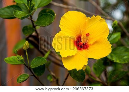 Yellow Hawaiian Hibiscus At The Base Of A Rainbow Eucalyptus Tree In Hawaii