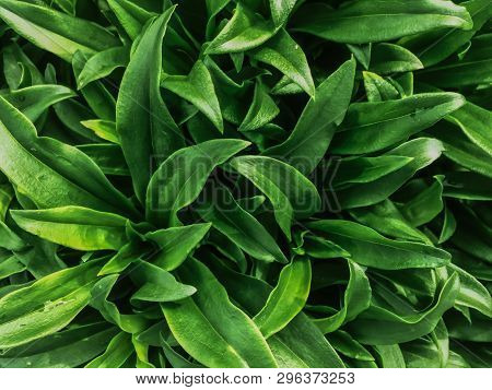 Wild Grass At Sunset. Summer Field Grass In Golden Tones. Meadow Grass Background In Sun Rays. Summe