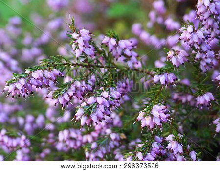 Meadow Of Calluna Vulgaris Flowers Close Up. Evergreen Plant.