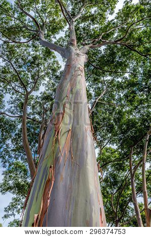 Colorful And Tall Rainbow Eucalyptus Tree On Oahu, Hawaii