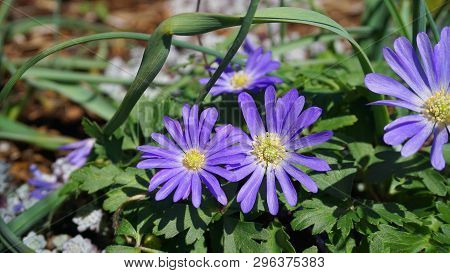 Beautiful Blue Anemone Apennina Flowers On Green Grass Background Close Up.