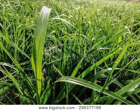 Green Grass Background Vignette Or The Naturally Walls Texture I