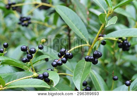 Close-up Of Black Berries In A Hedge Of Prunus Laurocerasus, The Cherry Laurel
