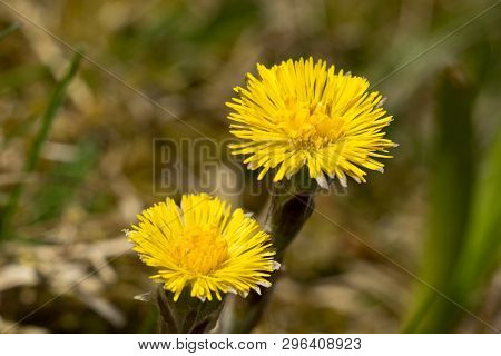 Medical Coltsfoot (tussilago Farfara), Sometimes Coltsfoot General, Is A Perennial Herbaceous Plant 