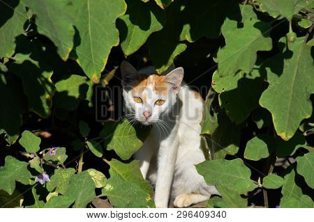 Cat Hidden Under Leaves., Cat Peeking Through The Undergrowth., Indain Cat Picture