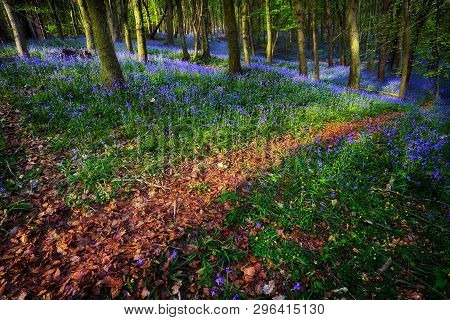 A Trail Through British Bluebells In Ten Acre Wood Near Margam County Park, In Port Talbot, South Wa