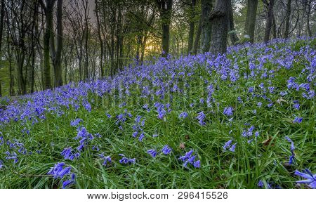 Sunset On The Bluebells In Ten Acre Wood Near Margam County Park, In Port Talbot, South Wales, Uk
