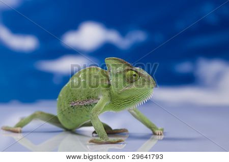 Kameleon i niebieski niebo