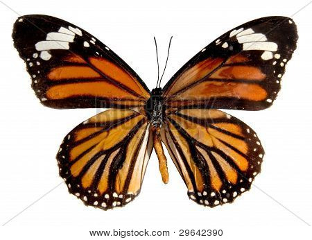 Mariposa sobre el fondo blanco, (aislado) (danais Plexippus)