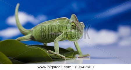 Dragon, zielony kameleon